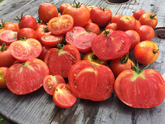 OR Squash King Seeds Pink Plume Celery 