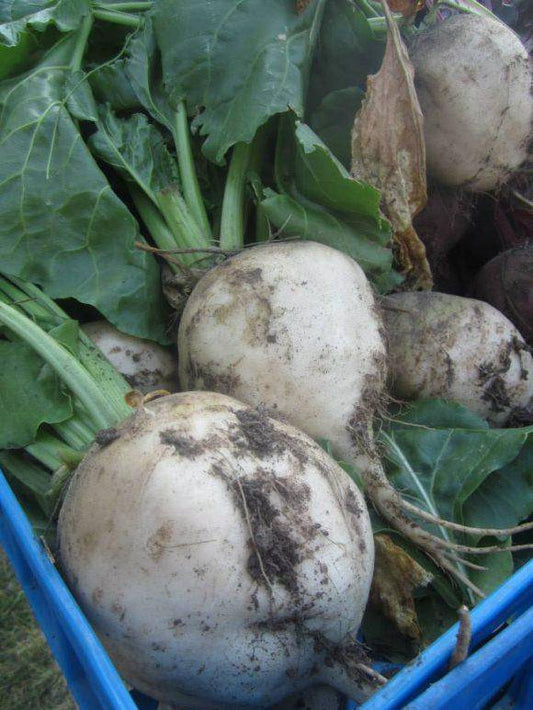 White Albino Heirloom Beets