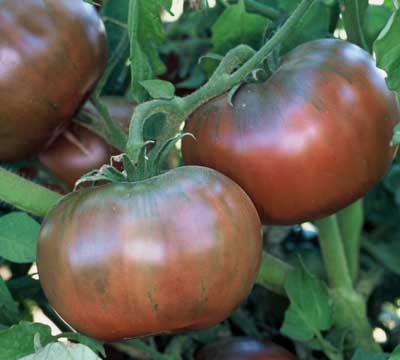 farm hand seeds Cherokee Purple Heirloom Tomato