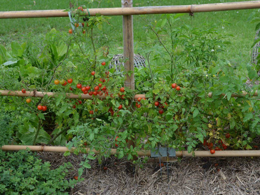 farm hand seeds Heirloom Red Cherry Tomato