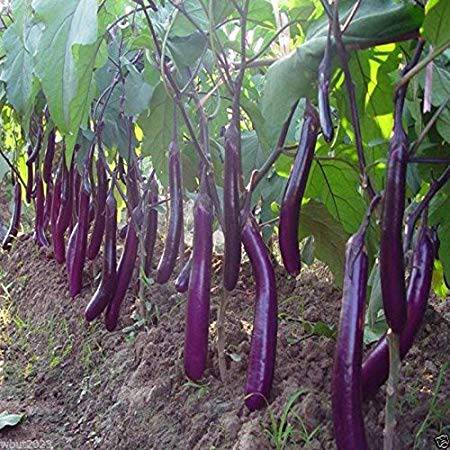 Long Purple Eggplant