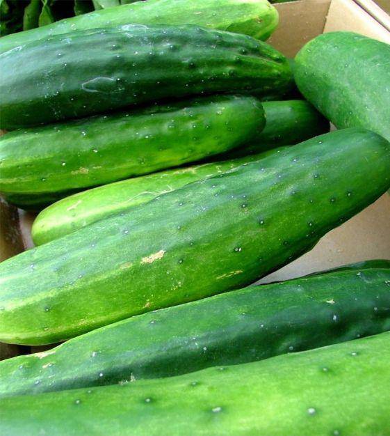 Ashley Cucumber - Premium {PRODUCTsweet cornAshley Cucumber_TYPE} from Farm.hand.seeds - Just $2.59! Shop now at Farm.hand.seeds