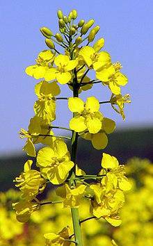 Farm.hand.seeds Canola Flower