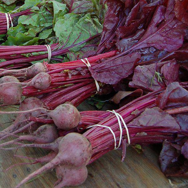 Farm.hand.seeds Bulls Blood Beet Heirloom Seed