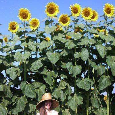 American Giant 15' Tall Sunflower