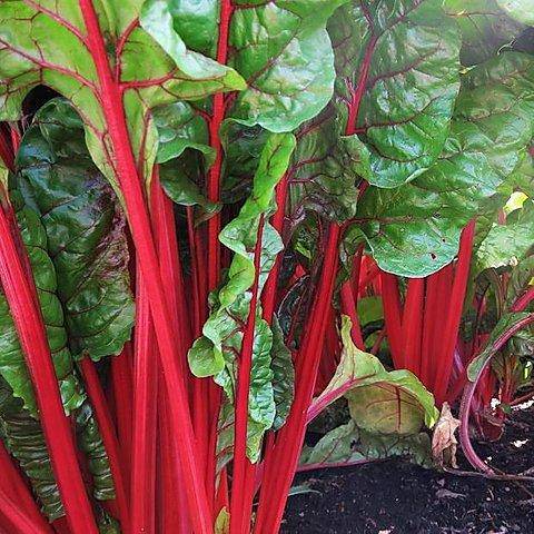 Farm.hand.seeds Rudy Red Swiss Chard