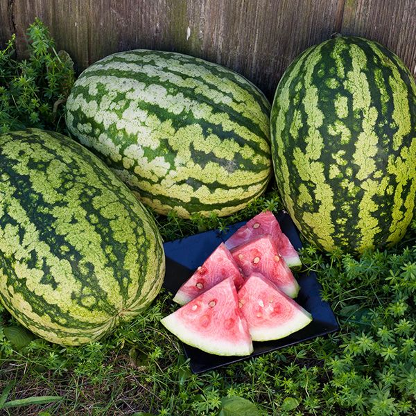 Farm.hand.seeds Klondike striped blue ribbon.watermelon