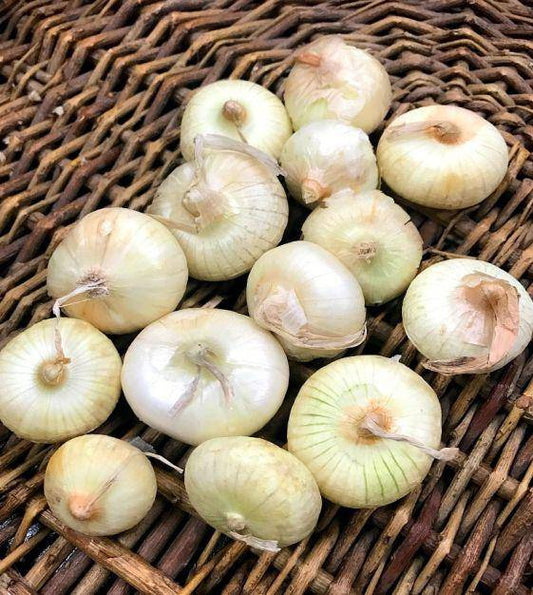 Borettana White Cipollini Onions