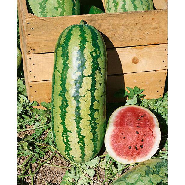 Farm.hand.seeds Jubilee Heirloom Watermelon