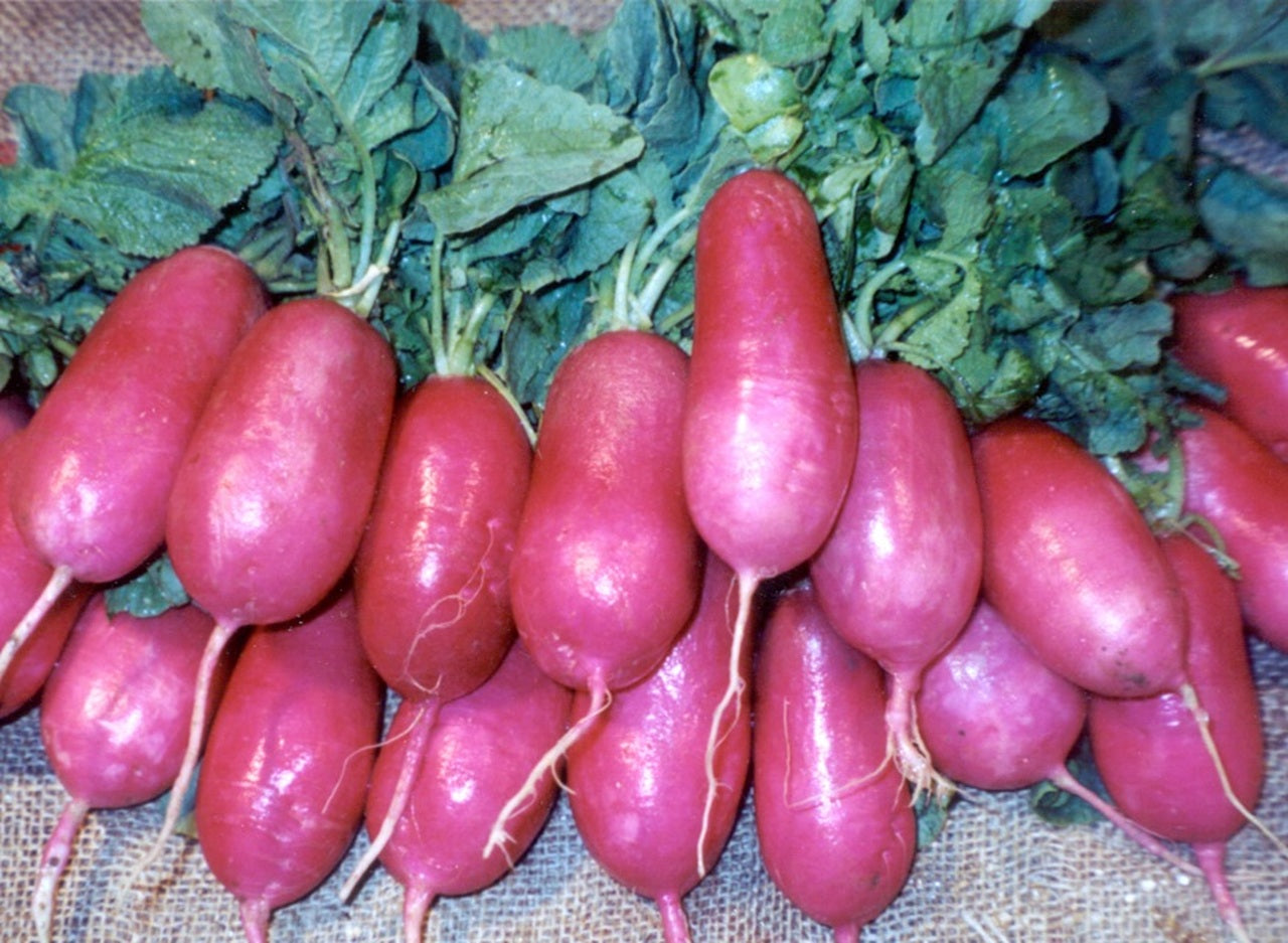 Farm.hand.seeds Lady slipper heirloom radish