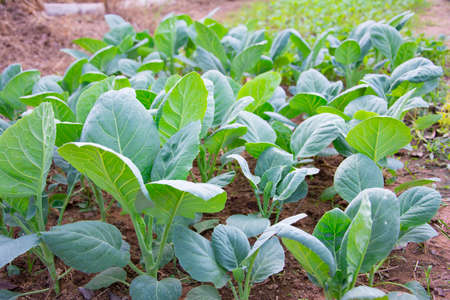 Gai lan chinese broccoli