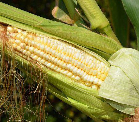 Pencil Cob Corn - Premium {PRODUCTsweet cornPencil Cob Corn_TYPE} from Farm.hand.seeds - Just $2.79! Shop now at Farm.hand.seeds