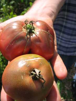 Black Krim Heirloom Tomato