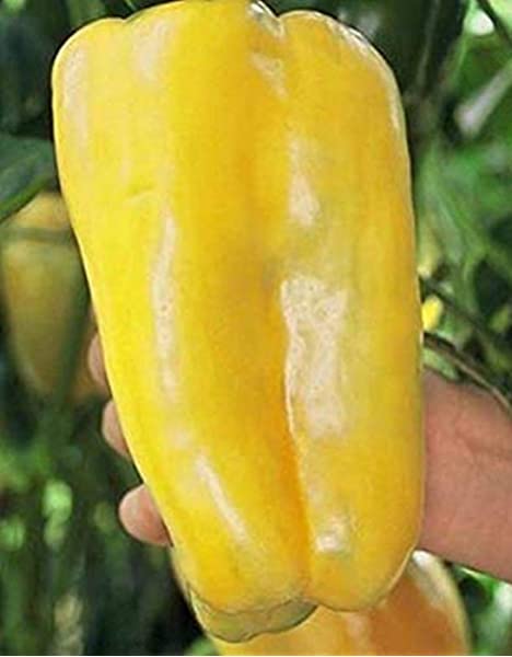 farm hand seeds Yellow Monster Bell Pepper