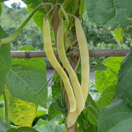 Farm.hand.seeds Pink Plume Celery 