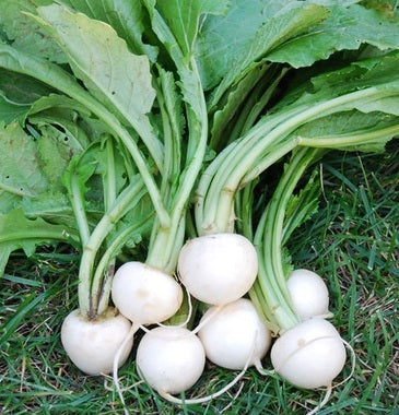 Farm.hand.seeds White egg heirloom turnip