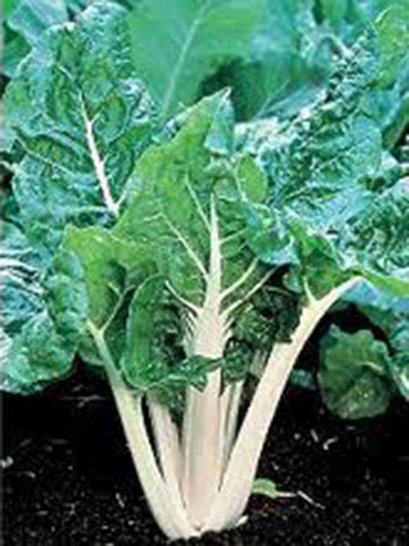 Farm.hand.seeds Large White Ribbed Swiss Chard