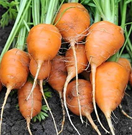 Farm Hand Seeds Parisian Carrot
