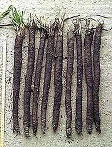 Black Salsify