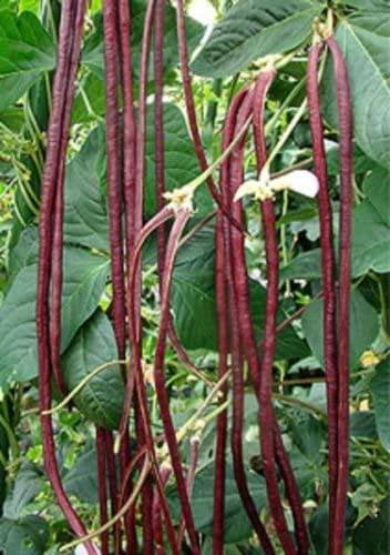 Red Yard Long Bean - Premium {PRODUCTsweet cornRed Yard Long Bean_TYPE} from beyond organic seeds - Just $2.89! Shop now at Farm.hand.seeds