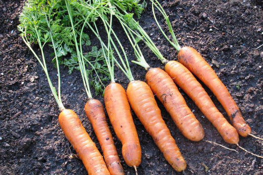 Baby Minicore Carrots