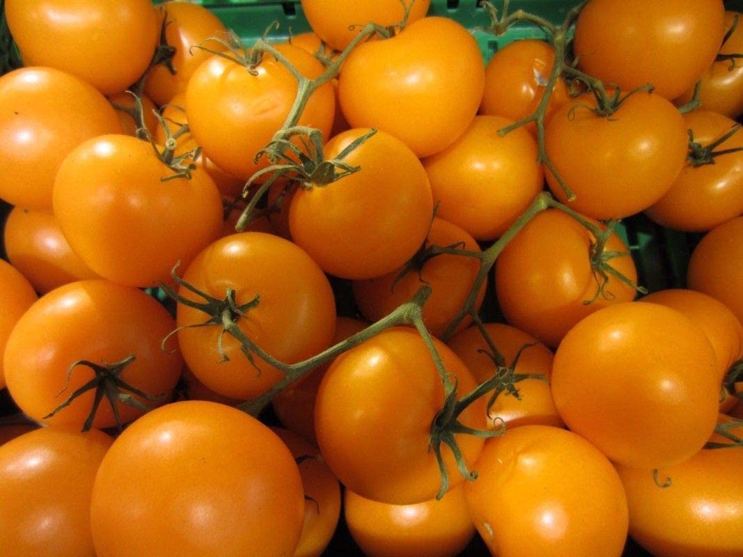 beyond organic seeds Orange Cherry Tomato