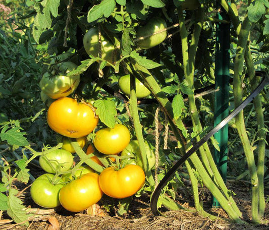 Azoychka Heirloom Tomato