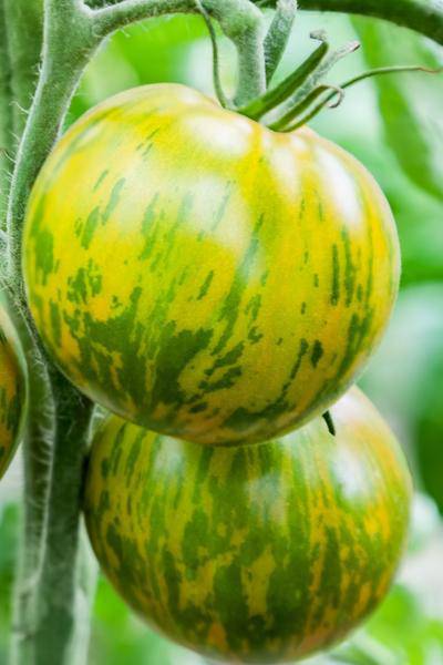 beyond organic seeds Pink Plume Celery 