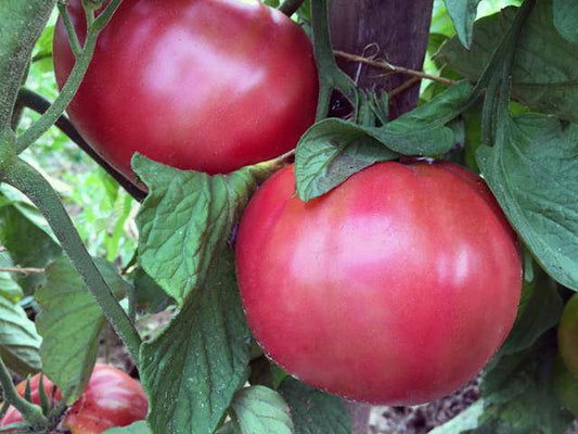 beyond organic seeds Pink Plume Celery 