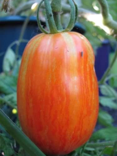 beyond organic seeds Pink Plume Celery 