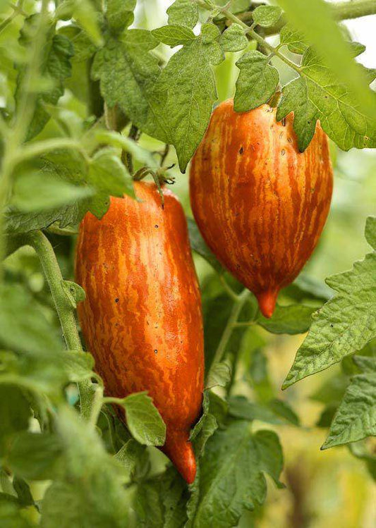 beyond organic seeds Pink Plume Celery 