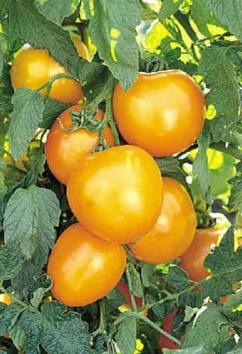 beyond organic seeds Pink Plume Celery 