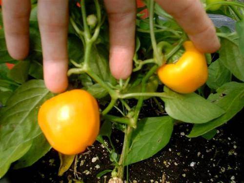 farm hand seeds Mini Yellow Bell Pepper