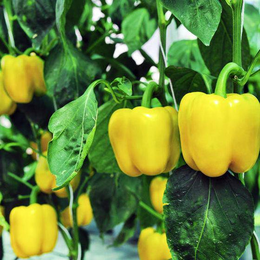 farm hand seeds Mini Yellow Bell Pepper