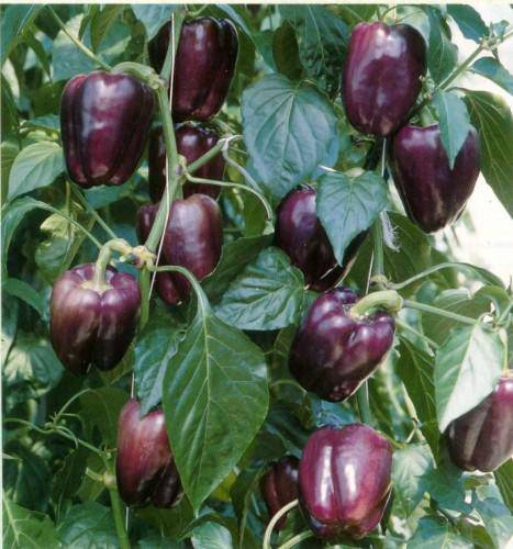 farm hand seeds Purple Beauty Bell Pepper