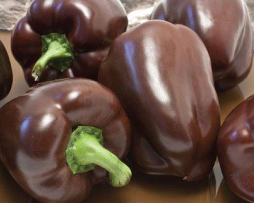 farm hand seeds Sweet Chocolate Heirloom Bell Pepper