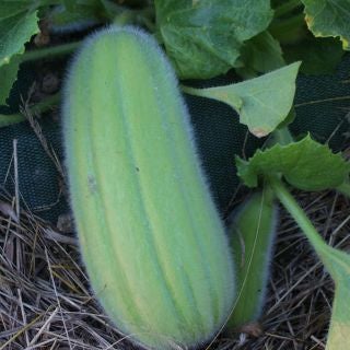 Barese heirloom italian cucumber