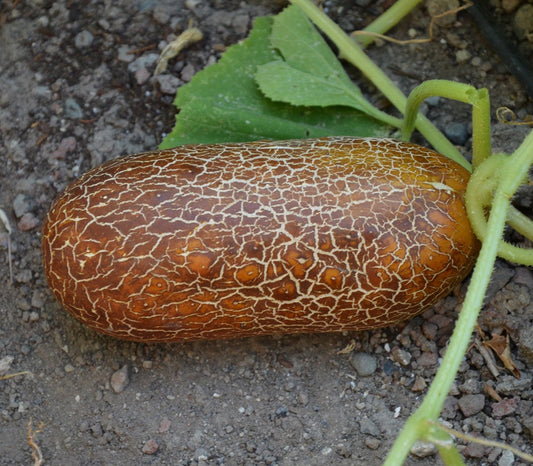 Brown russian cucumber