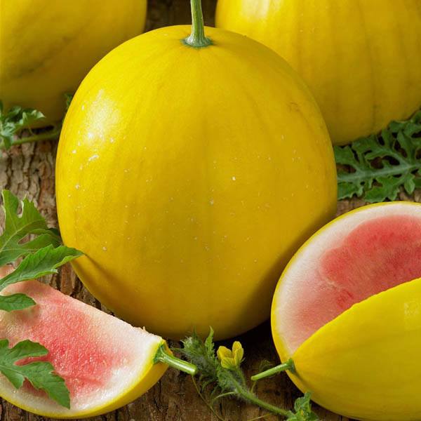 Farm.hand.seeds Golden Midget Personal Watermelon