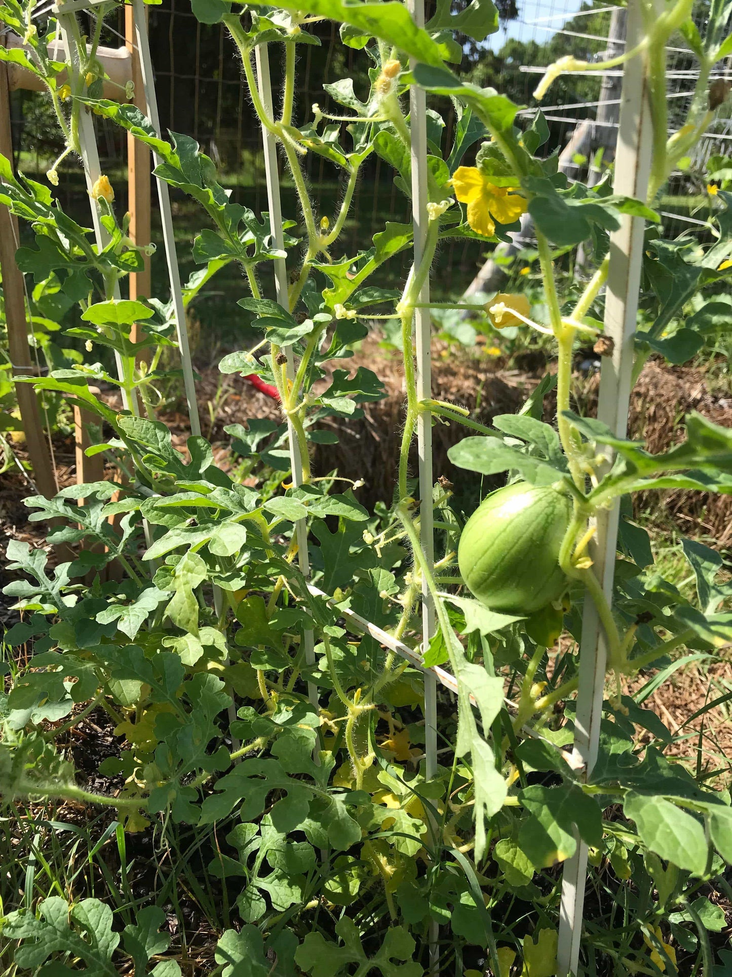 Farm.hand.seeds Golden Midget Personal Watermelon