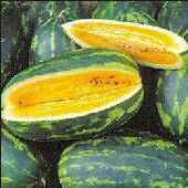 beyond organic seeds Mountain Sweet Yellow Watermelon