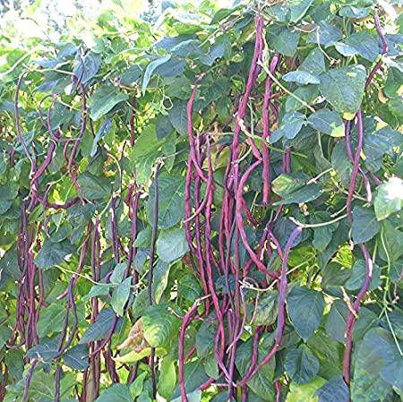 Purple Yard Long Green Bean