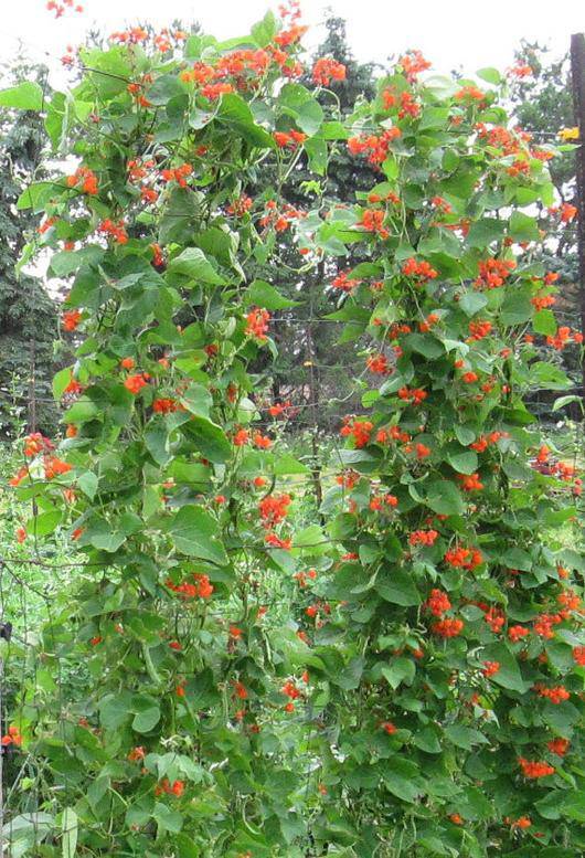 Scarlet Runner Bean - Premium {PRODUCTsweet cornScarlet Runner Bean_TYPE} from Farm.hand.seeds - Just $2.89! Shop now at Farm.hand.seeds