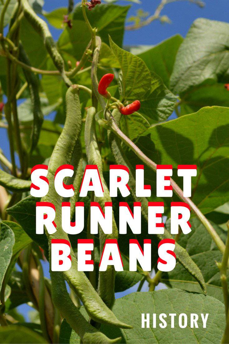 Scarlet Runner Bean - Premium {PRODUCTsweet cornScarlet Runner Bean_TYPE} from Farm.hand.seeds - Just $2.89! Shop now at Farm.hand.seeds