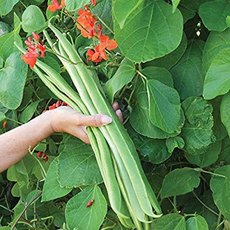 Scarlet Runner Bean - Premium {PRODUCTsweet cornScarlet Runner Bean_TYPE} from Farm.hand.seeds - Just $2.89! Shop now at Farm.hand.seeds