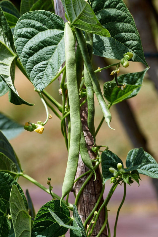 White Half Runner Bean