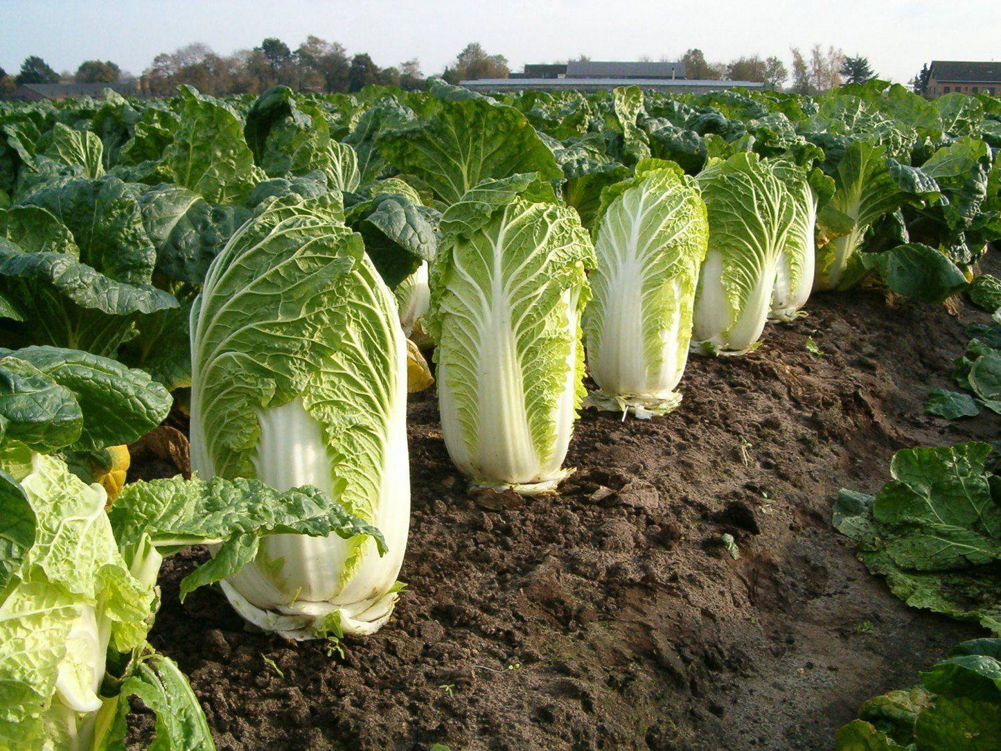 farm hand seeds Michihili Chinese Cabbage