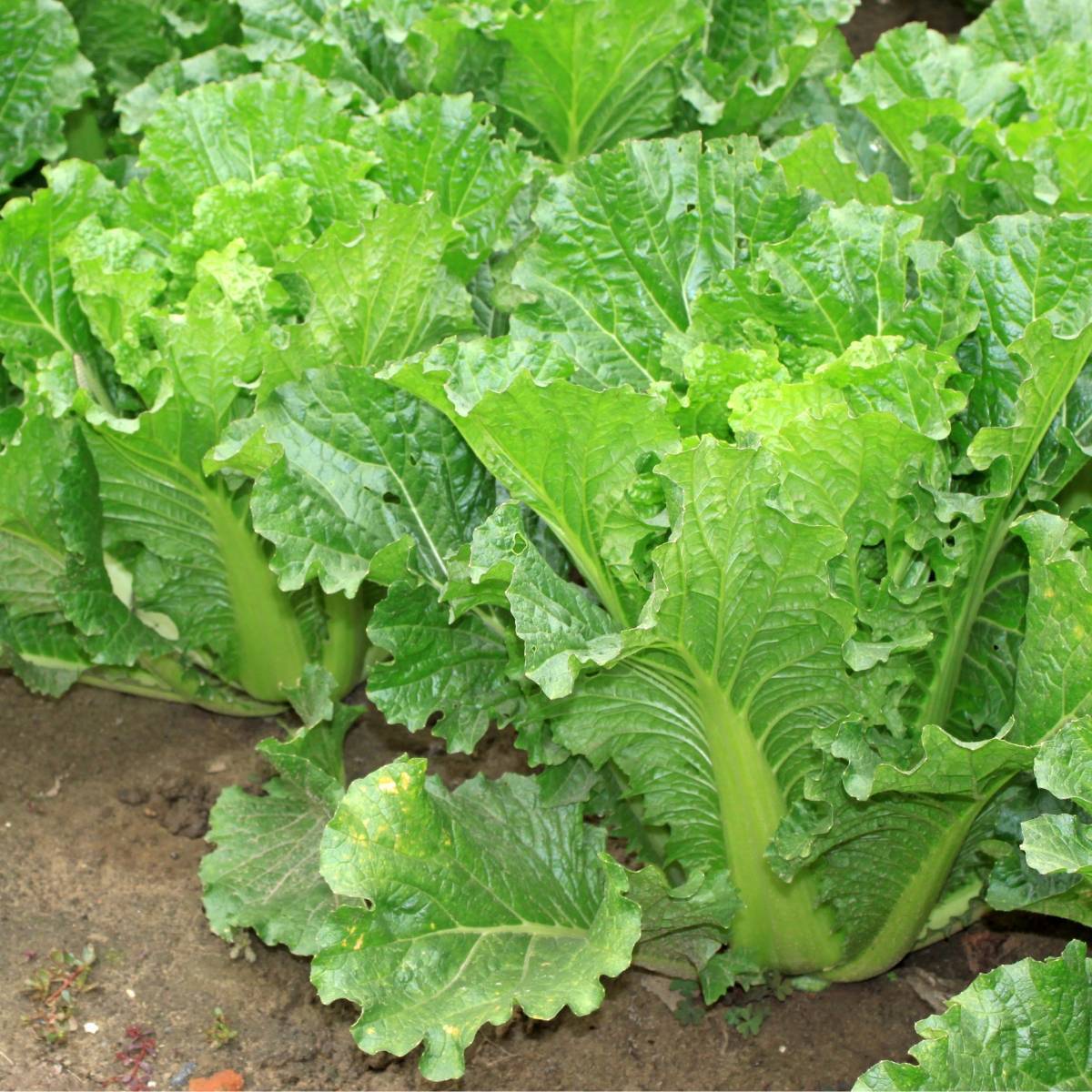 farm hand seeds Michihili Chinese Cabbage