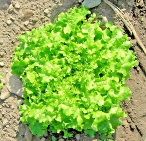 Green ice lettuce