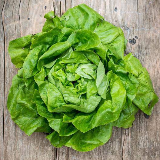 White Boston Butterhead Lettuce